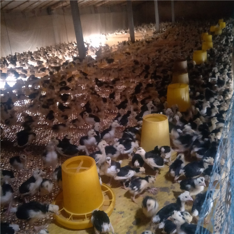 半斤贵妃鸡活体贵妃鸡苗活苗五黑鸡活体活苗小鸡苗小鸡仔包活到家