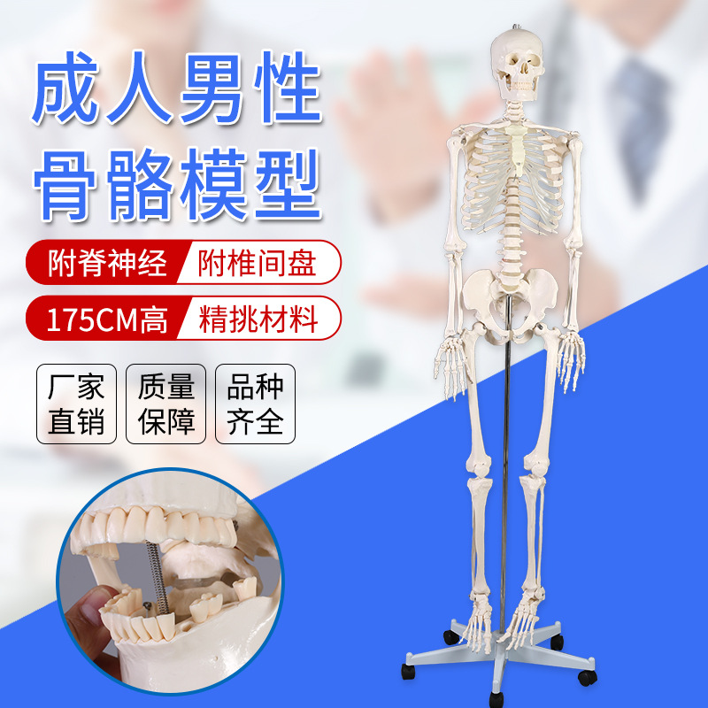 成人男女骨骼模型 附脊神经和椎间盘厂家供应