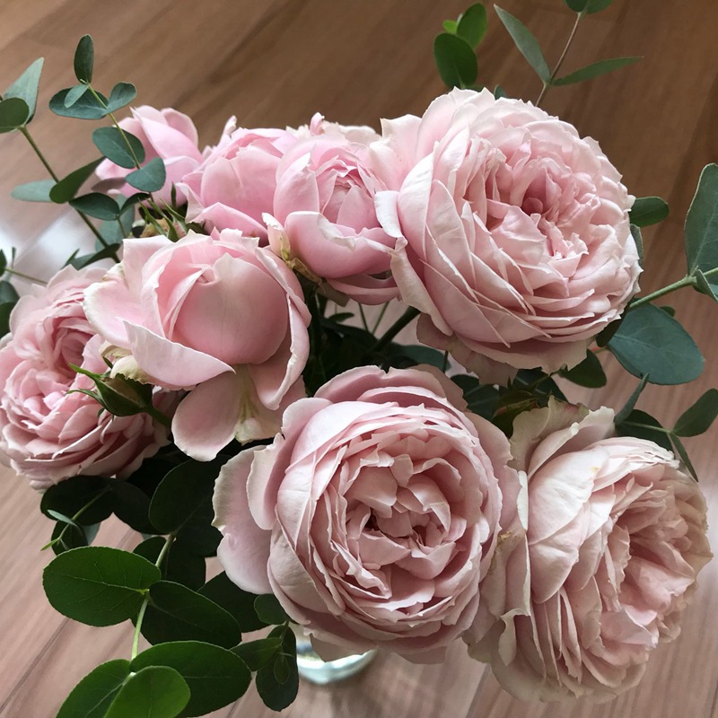 硕景【罗丝琳/罗斯利娜】多头灰粉月季 大花抗病四季勤花绿植花卉