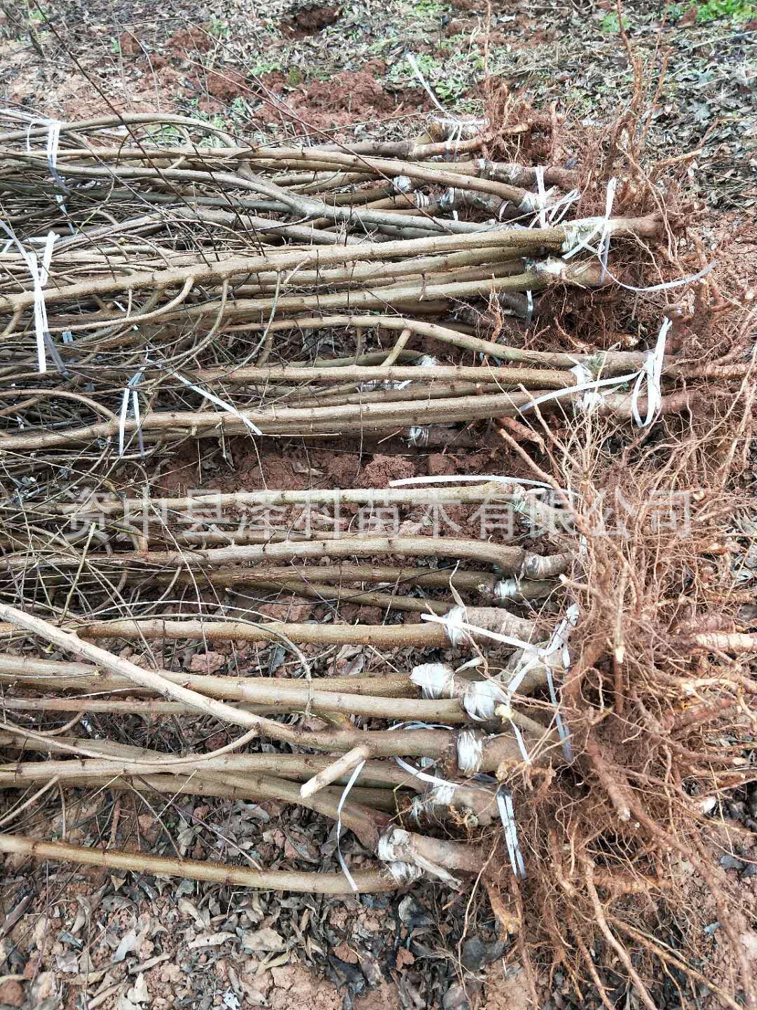 蜂糖李子苗 凤凰李子树苗四川批发 厂家直供 品种保证