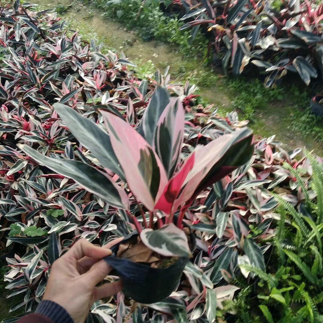 苗圃七彩竹芋批发 七彩竹芋 多种规格 现货供应