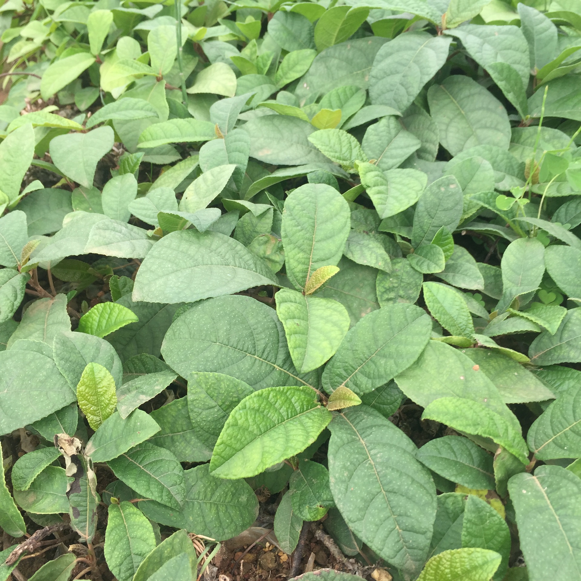 地石榴杯苗 野地瓜满地香 绿篱爬藤植物矿山固土治沙 基地直销