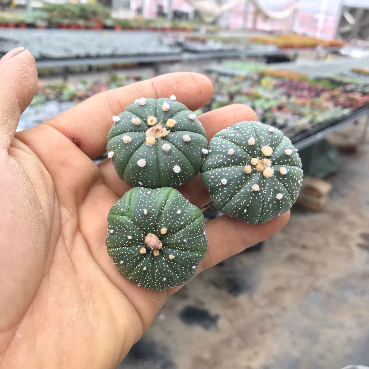 小全园艺多肉植物仙人球星兜实生球体354cm基地自产自销