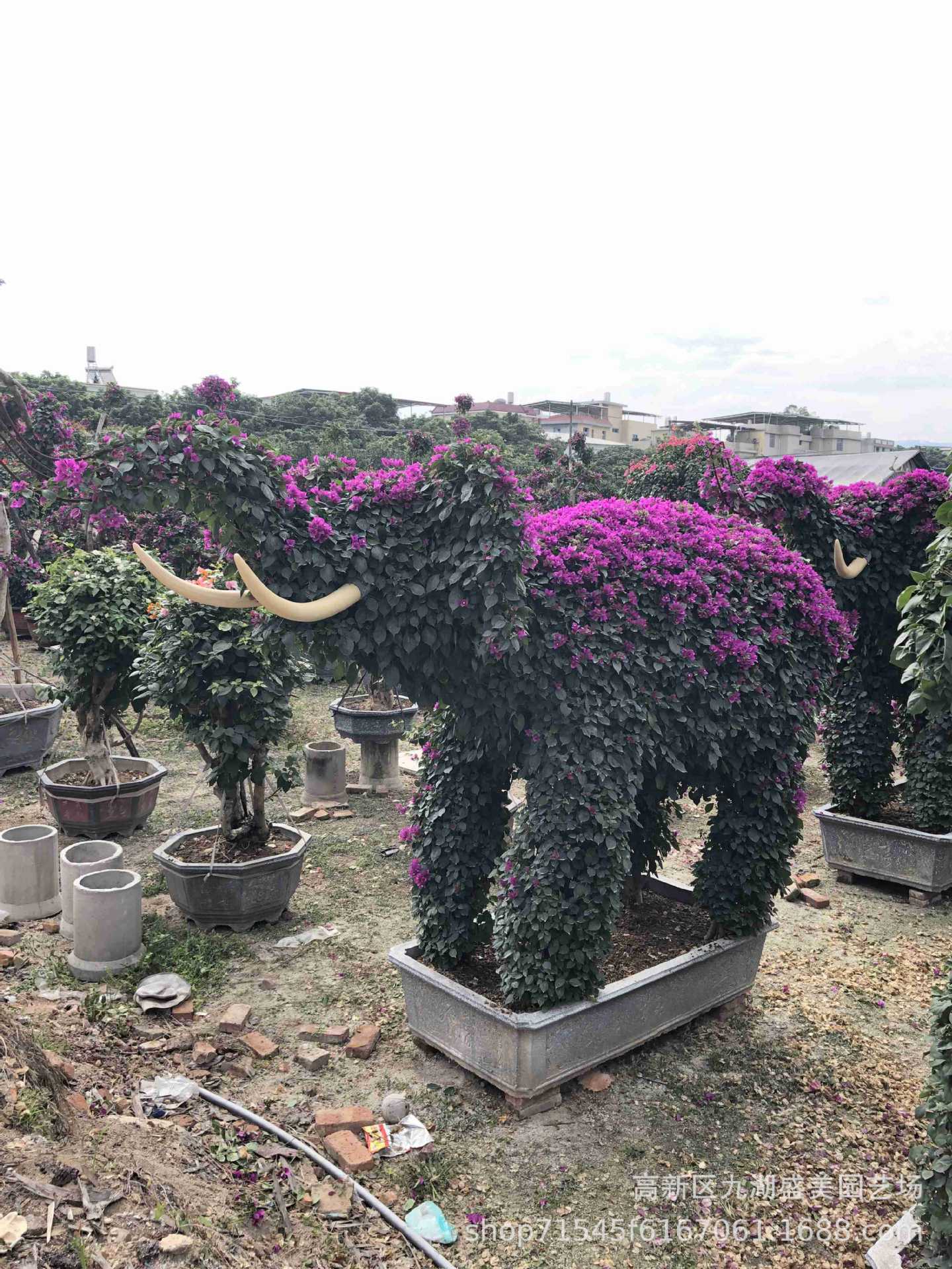 动物造型三角梅 牛羊大象猪孔雀龙形花篮造型三角梅大型基地直销