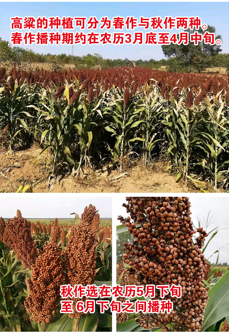粘高粱种子高粱籽蔬菜种子批发菜种菜籽菜种子公司四季播种