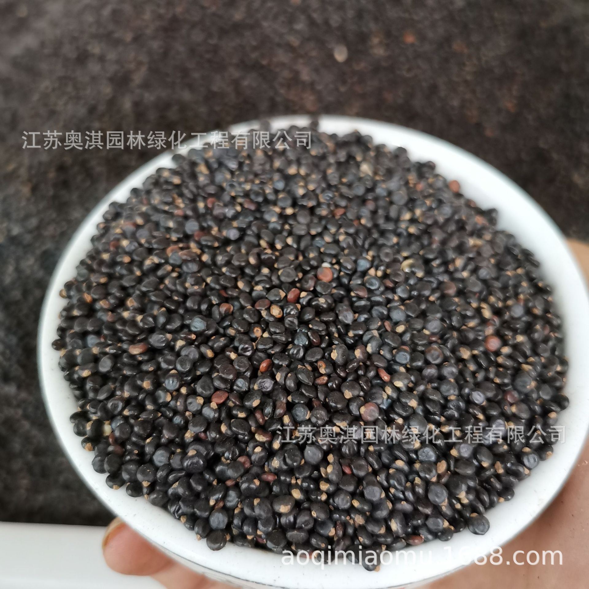 水红花种子 药材 蓼实子 水荭草子 红蓼种子 确保当年新种子