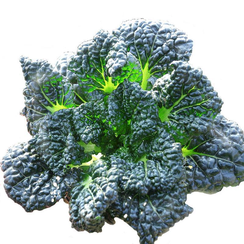 5斤起发 黑白菜新鲜泡泡青菜乌菜乌塌菜蔬菜冬季霜冻蔬菜基地直发
