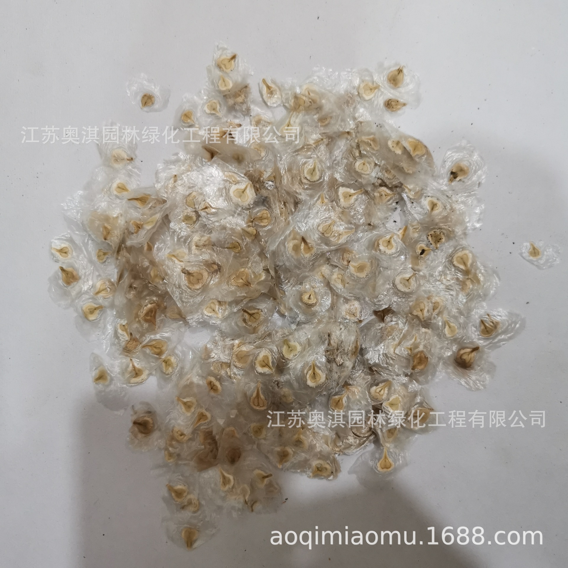 火焰木种子火焰树种子澳洲火焰木提供技术货到付款