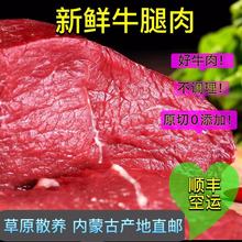 内蒙古直供批发新鲜牛腿肉牛肉散养黄牛烧烤火锅牛肉一件代发