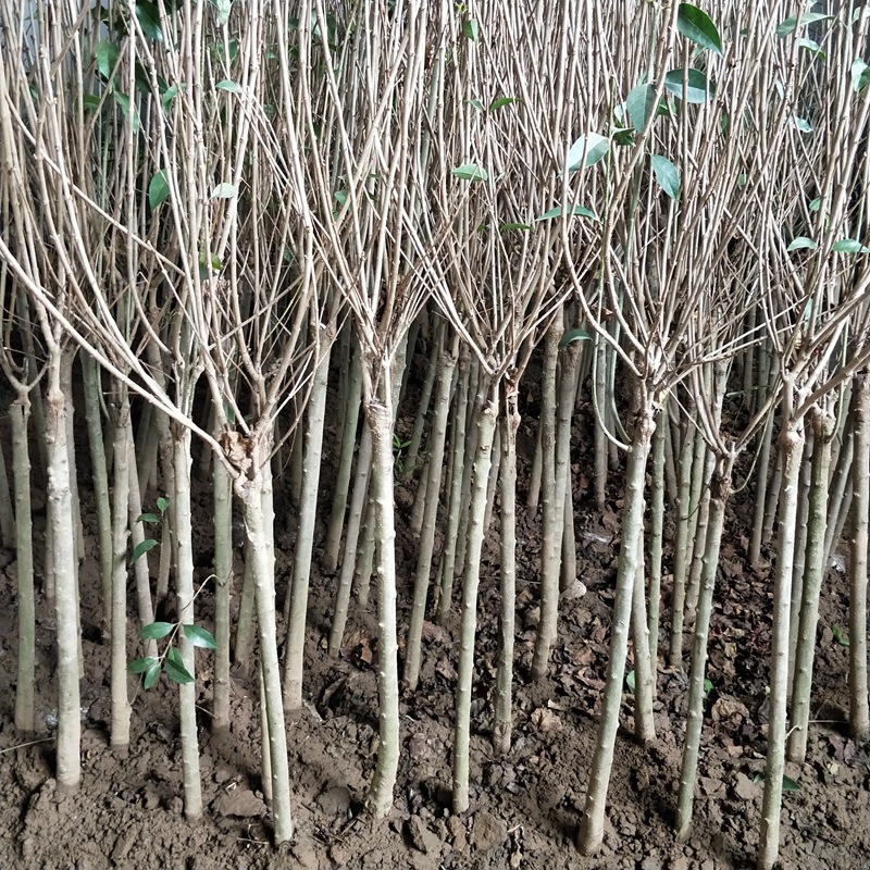 丁香树苗紫丁香室内外庭院阳台耐寒花卉植物盆景盆栽基地直销批发