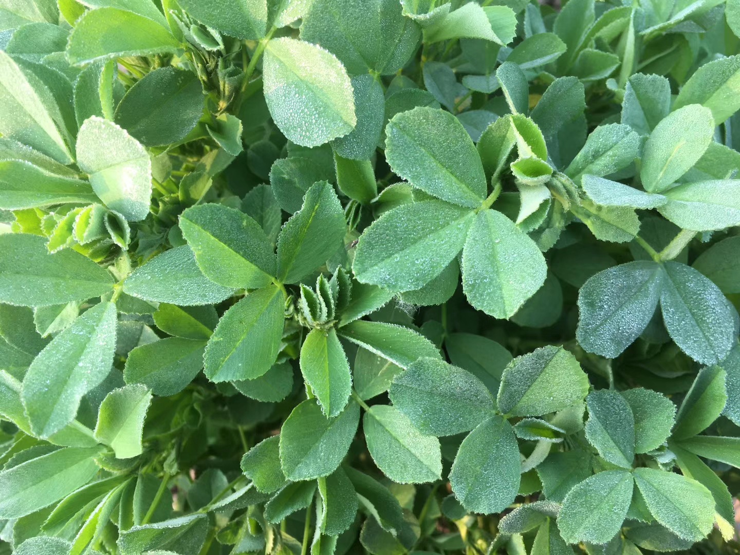 2020海斯顿苜蓿草 植物饲料 干草 厂家直销苜蓿草捆 现货批发