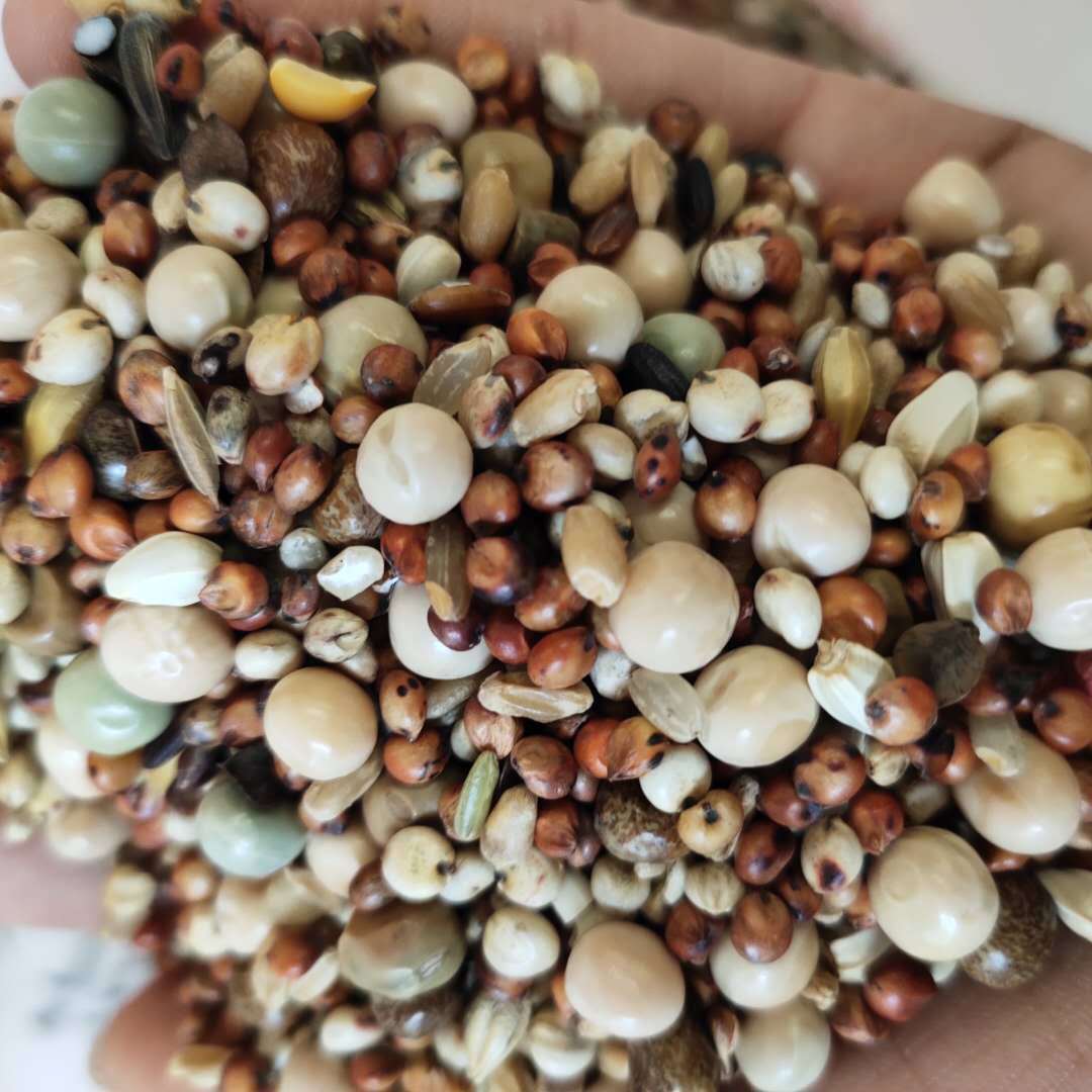 现货供应鸽子粮 鸽子粮无玉米鸽粮食 饲料鸟食信鸽观赏 袋装25kg