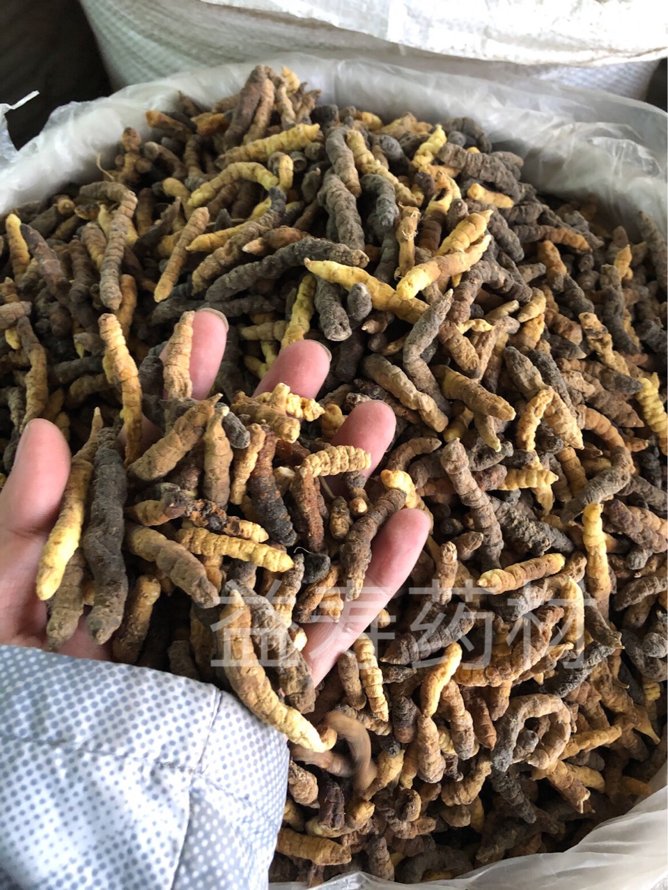 地蚕,土冬虫草,白冬虫草,白虫草,肺痨草