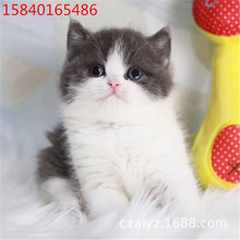 纯种英短蓝猫英短蓝白猫活体出售 金渐层猫银渐层猫幼猫 加菲猫