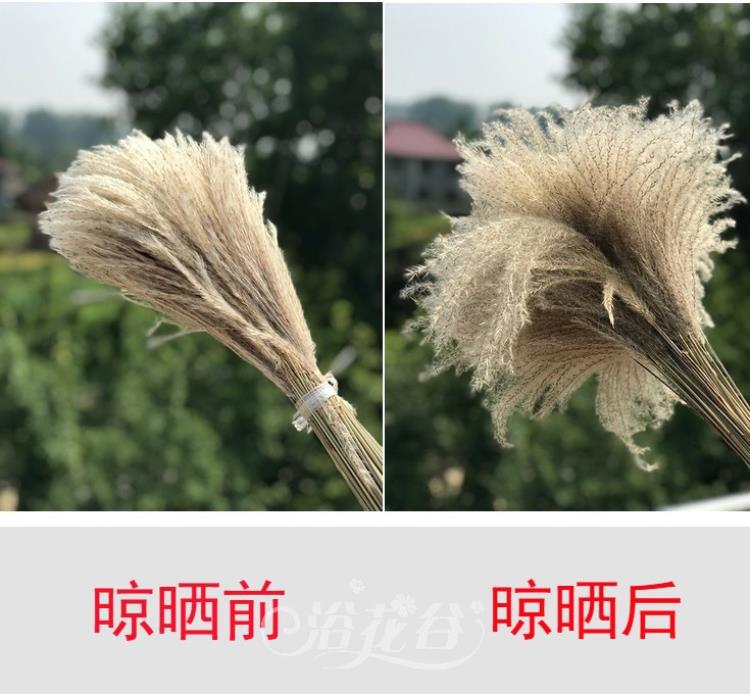 芦苇干花花束草大穗长枝客厅落地摆件装饰婚礼拍摄道具橱窗背场景