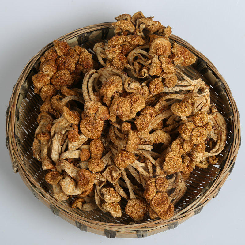 四川产地供应滑子菇/滑菇/干滑子菇 干货滑子蘑菇批发