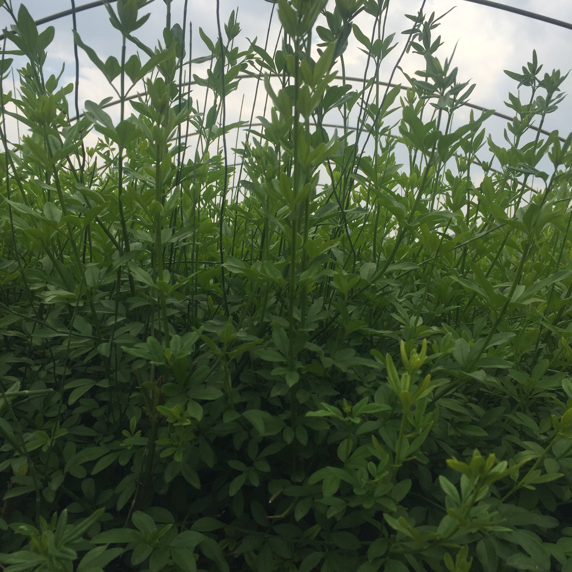 云南黄素馨 基地直销 迎春柳杯苗 耐干耐寒 园林植物绿化地被