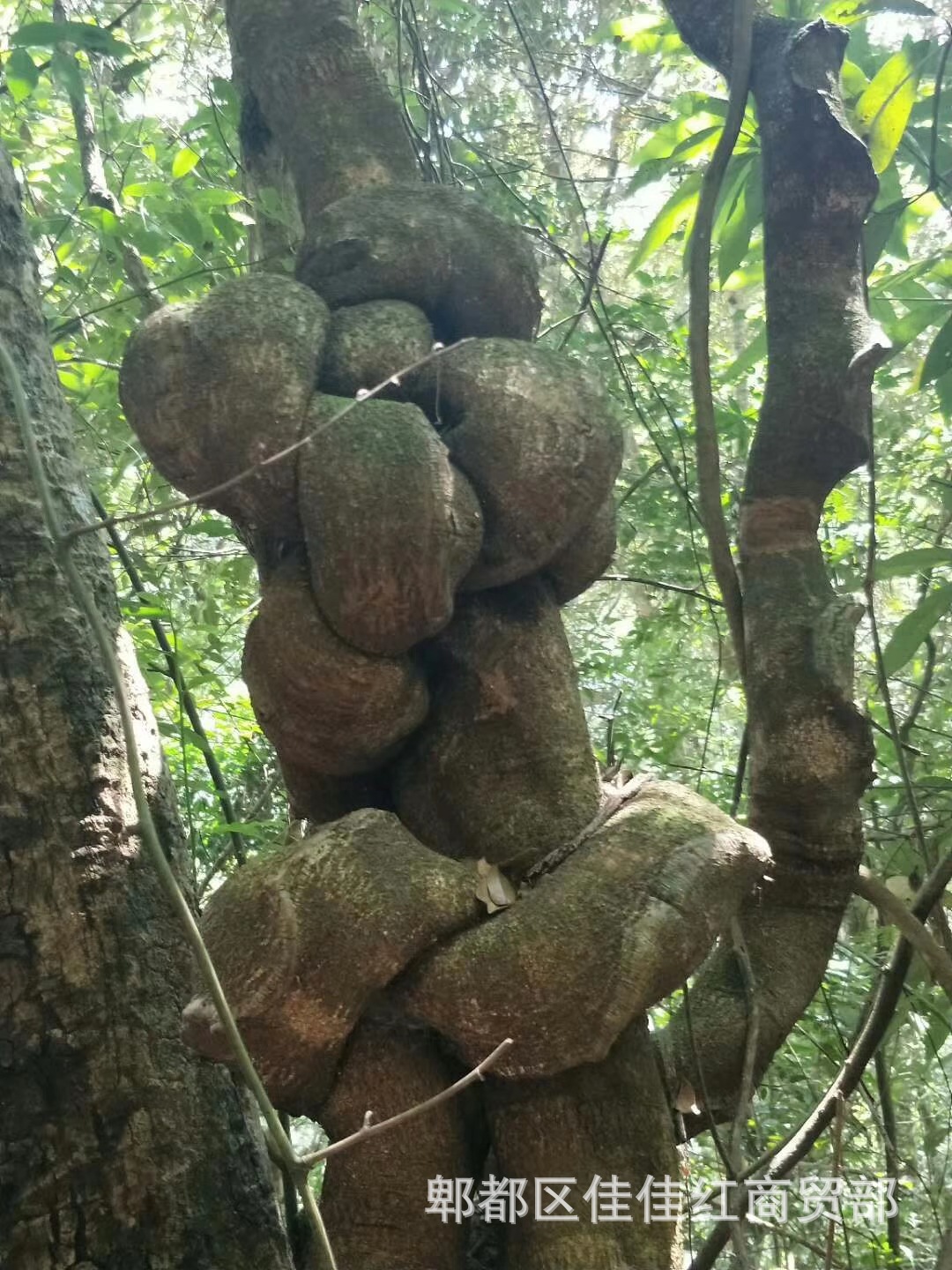 血藤(血藤当归胶囊功效和作用)