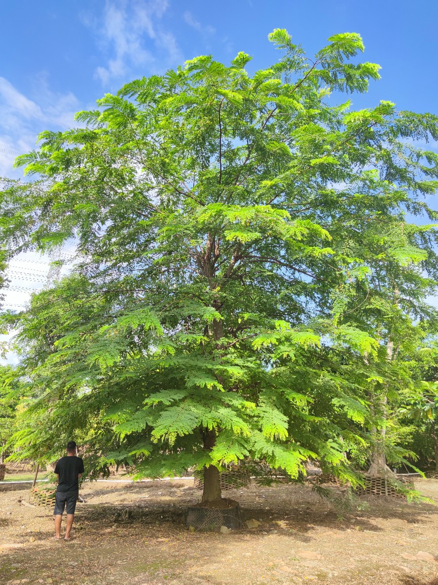 209供应全冠粉花山扁豆35cm大树假植苗开花乔木庭院公园