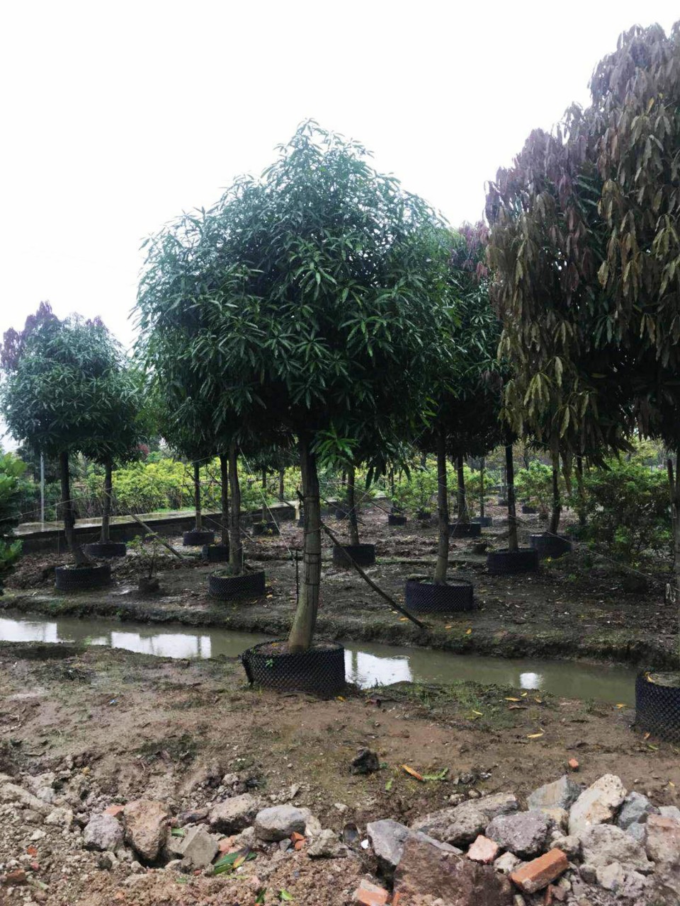 204基地供应 18-25cm 全冠 扁桃 假植苗 公路绿化 行道树容器苗