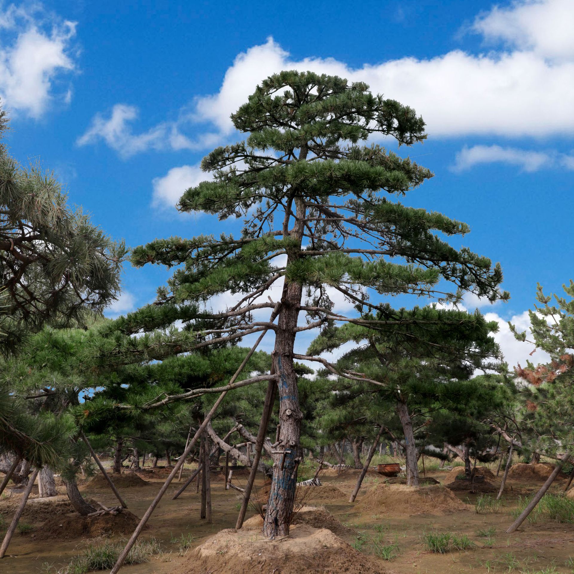 供应造型泰山松黑松油松7米造型松 绿化园林基地造型松 量大价优