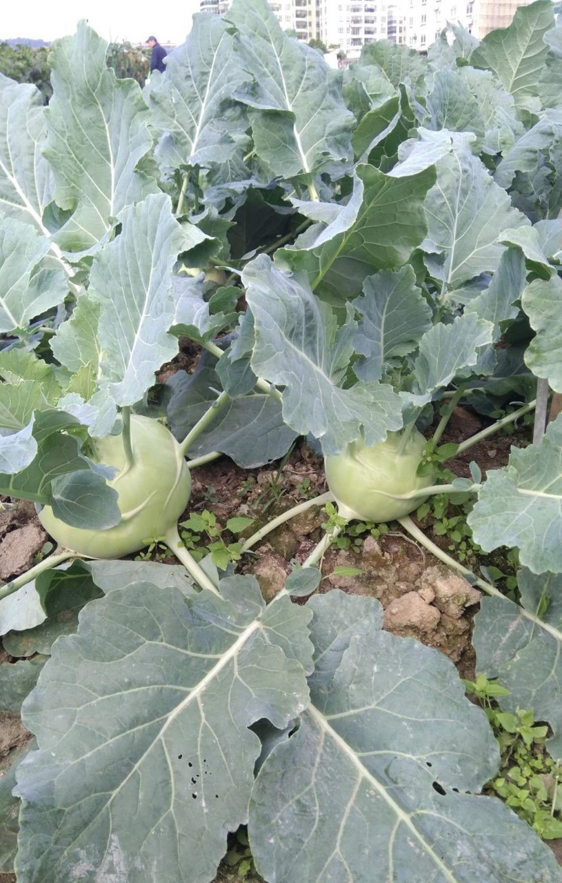 青苤兰种子 扁圆芥兰头品种(10克)中早熟皮上薄优质