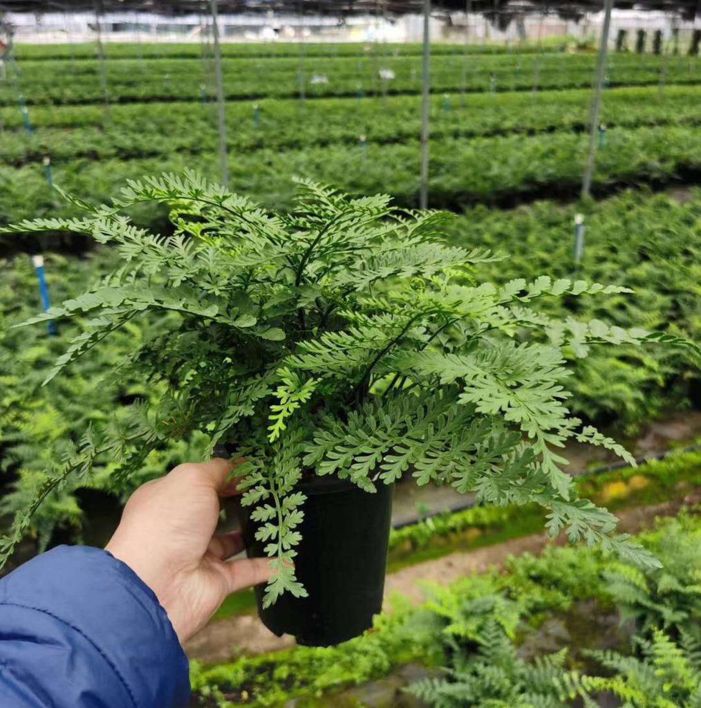 基地直供 蕨类植物盆栽垂直绿化墙绿植花卉盆栽 150#吉姆蕨