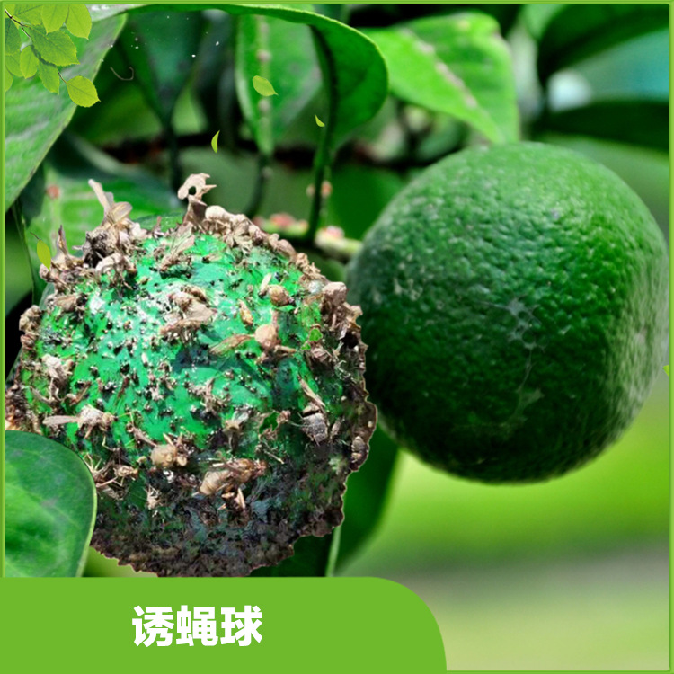 柑橘大实蝇诱球价格果实蝇诱捕器诱蝇球生产厂诱蝇球