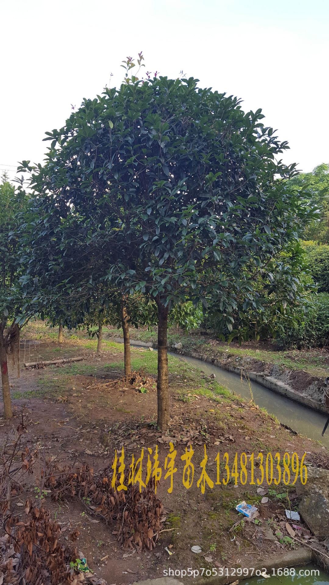 桂花树10公分价格多少(10公分桂花树多少钱一棵)