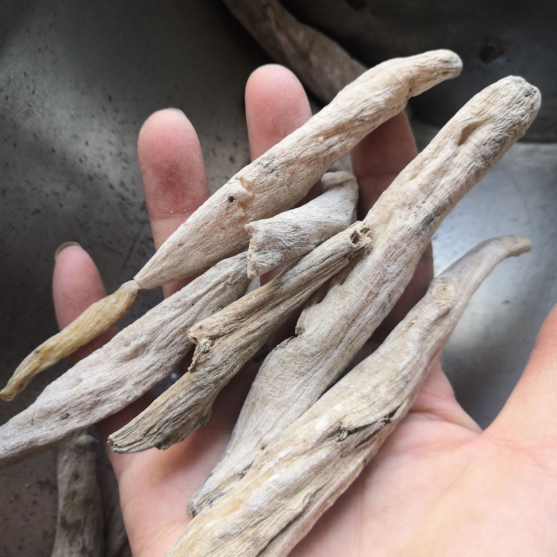 中药材茉莉花根紫茉莉花根喜马拉雅紫茉莉实物拍摄