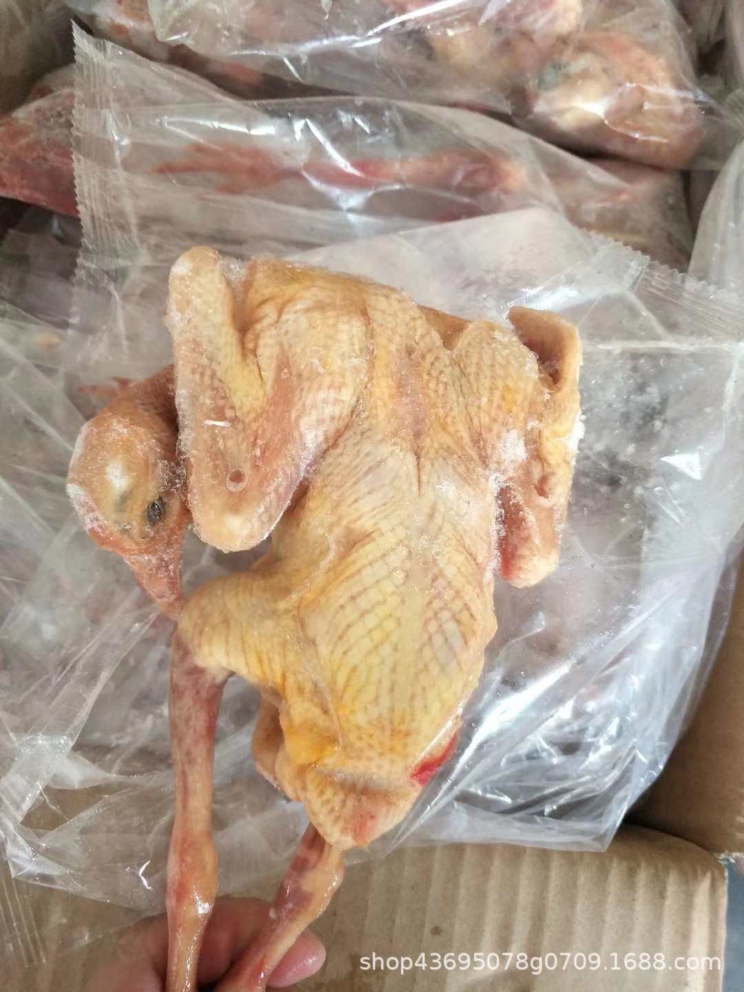 新鲜冷冻鸽子 脆皮乳鸽 土乳鸽子 鸽子鸽子汤 整箱20只5/6两