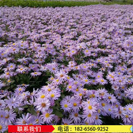 紫色小野菊花 质优价廉的紫菀种苗价格 紫菀种苗种植