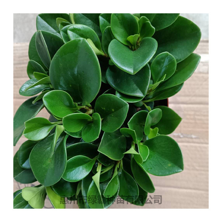 碧玉豆瓣绿植青叶碧玉盆栽室内四季常青绿色盆栽植物-阿里巴巴