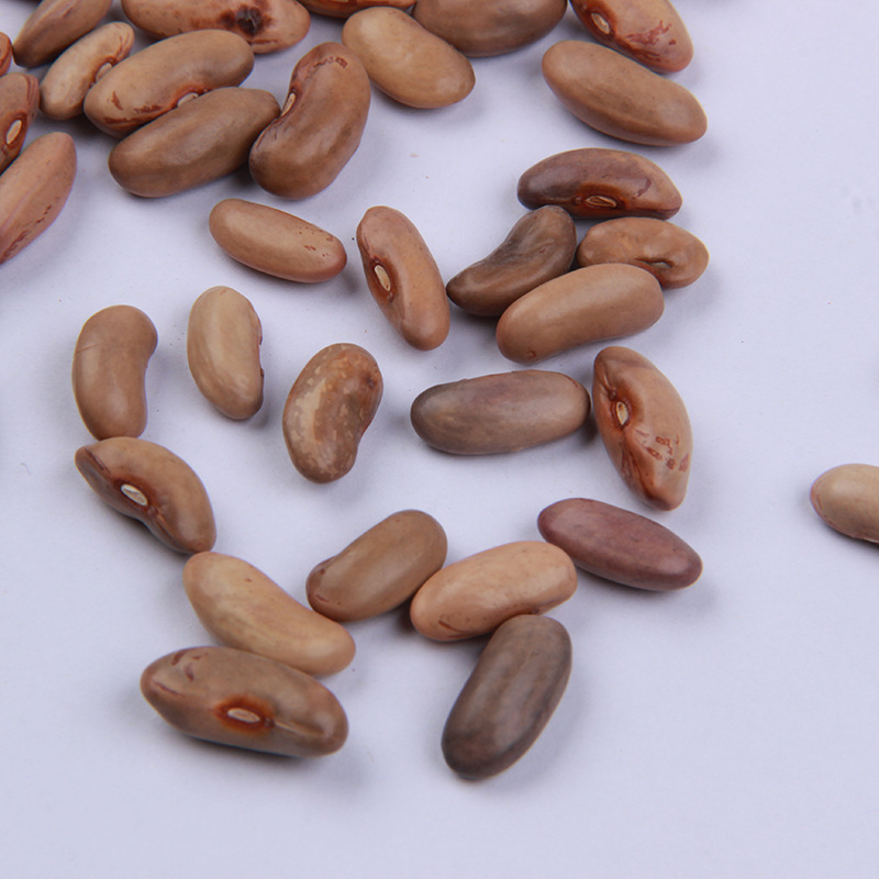 九粒白四季豆种籽农田菜园高产早熟肉厚老来少芸豆白豆角蔬菜种子