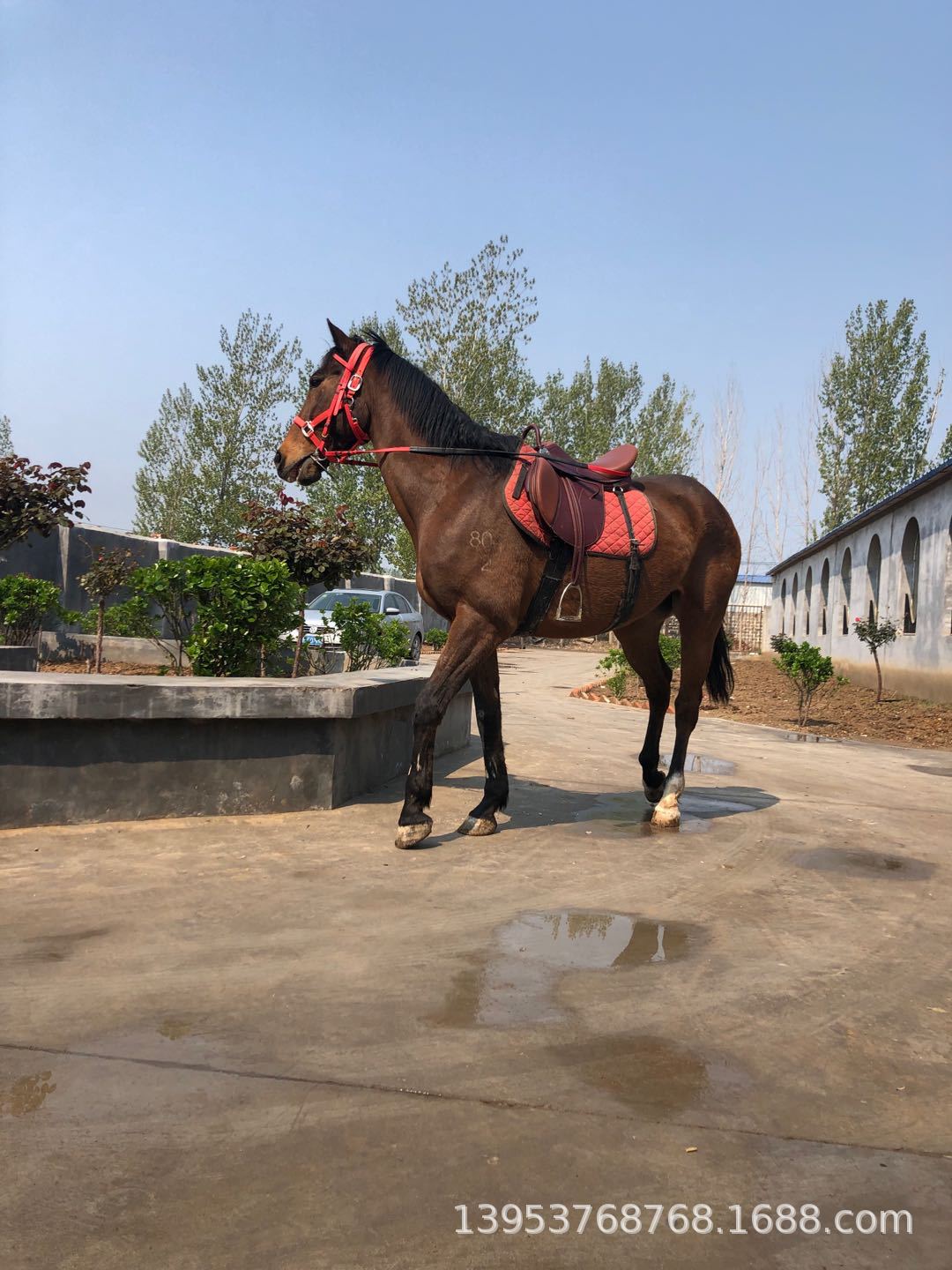 常年供应纯血马的价格表和图片大全枣红色温血马汗半血骟马