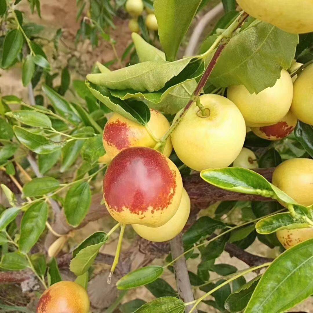 批发嫁接枣树苗 根系发达 果大脆甜 1公分金丝小枣 沾化冬枣树苗