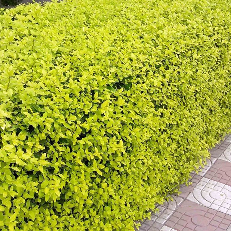 金叶女贞绿篱围墙苗庭院别墅绿化苗篱笆室外耐寒四季常青小叶女贞