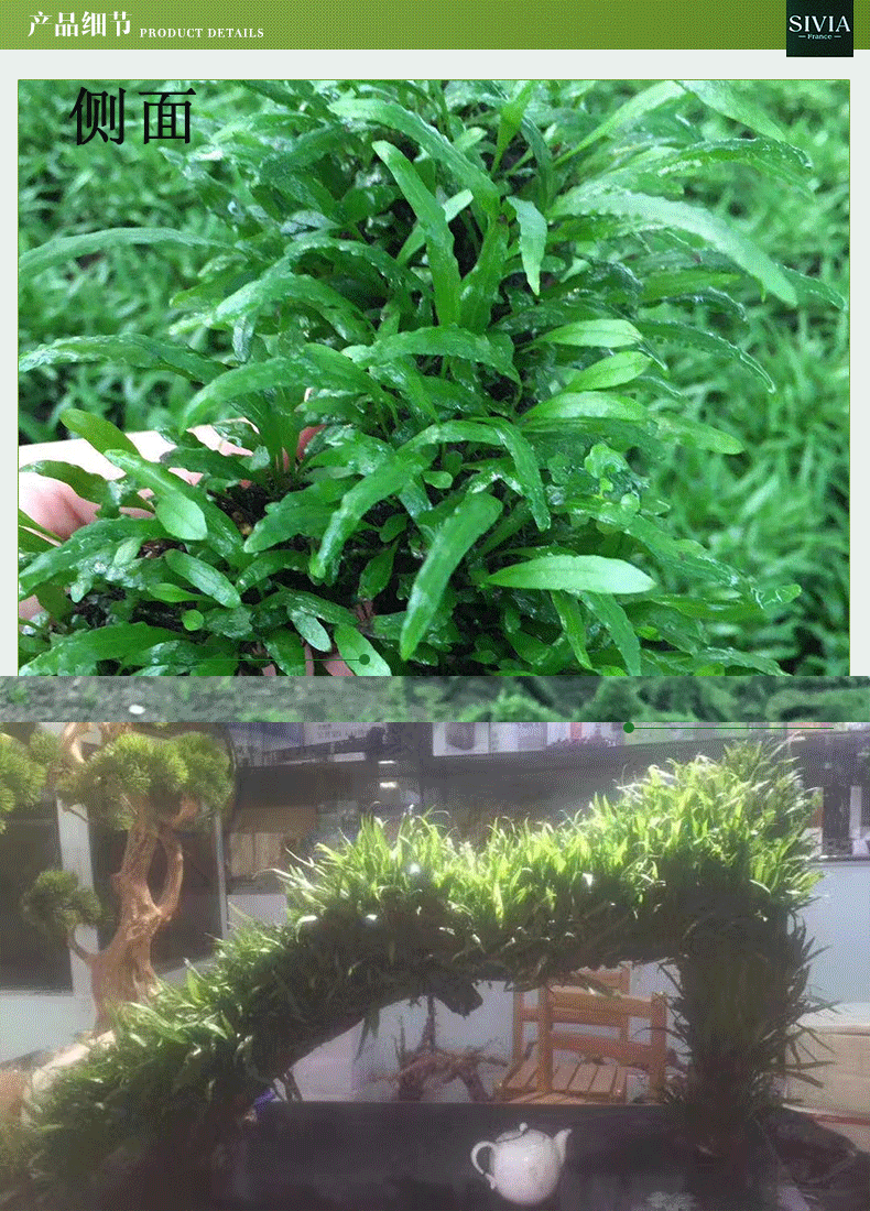 铁皇冠沉木 鱼缸造景真水草 细叶铁皇冠水草沉木活体批发