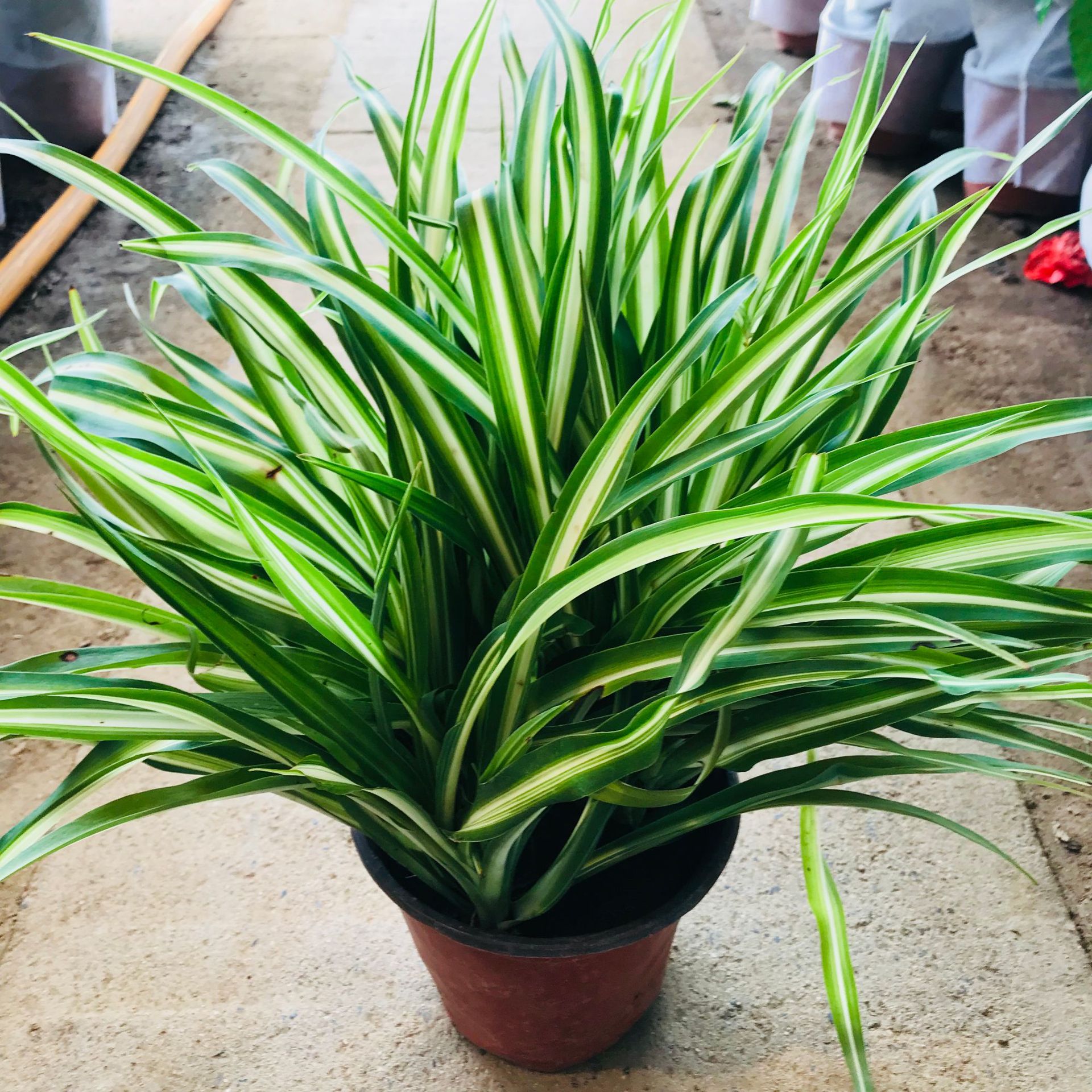 金边吊兰盆栽室内垂吊绿植净化空气四季常青可水培土养金边吊兰