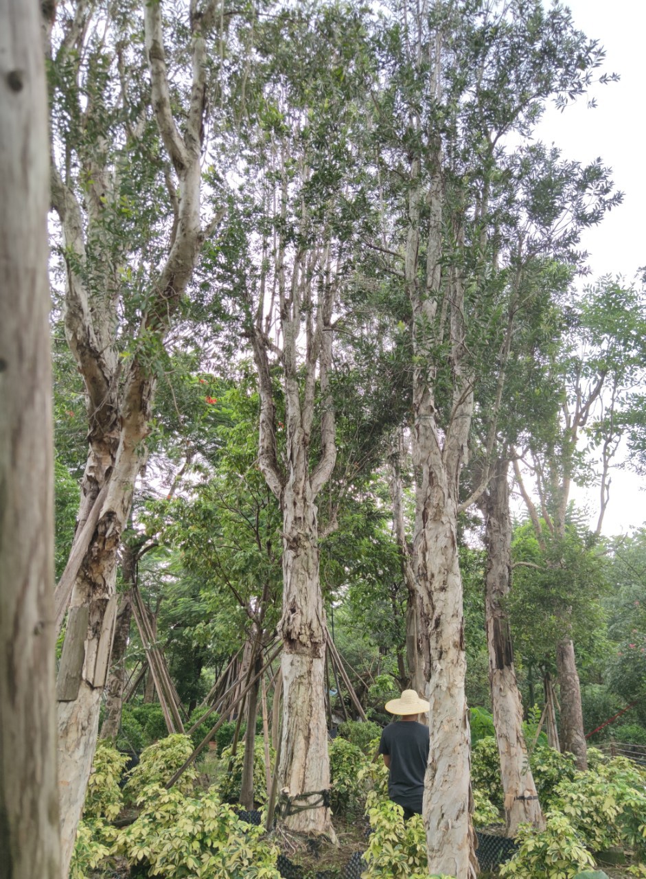 208供应全冠白千层大树3060cm高度1015米假植苗行道树