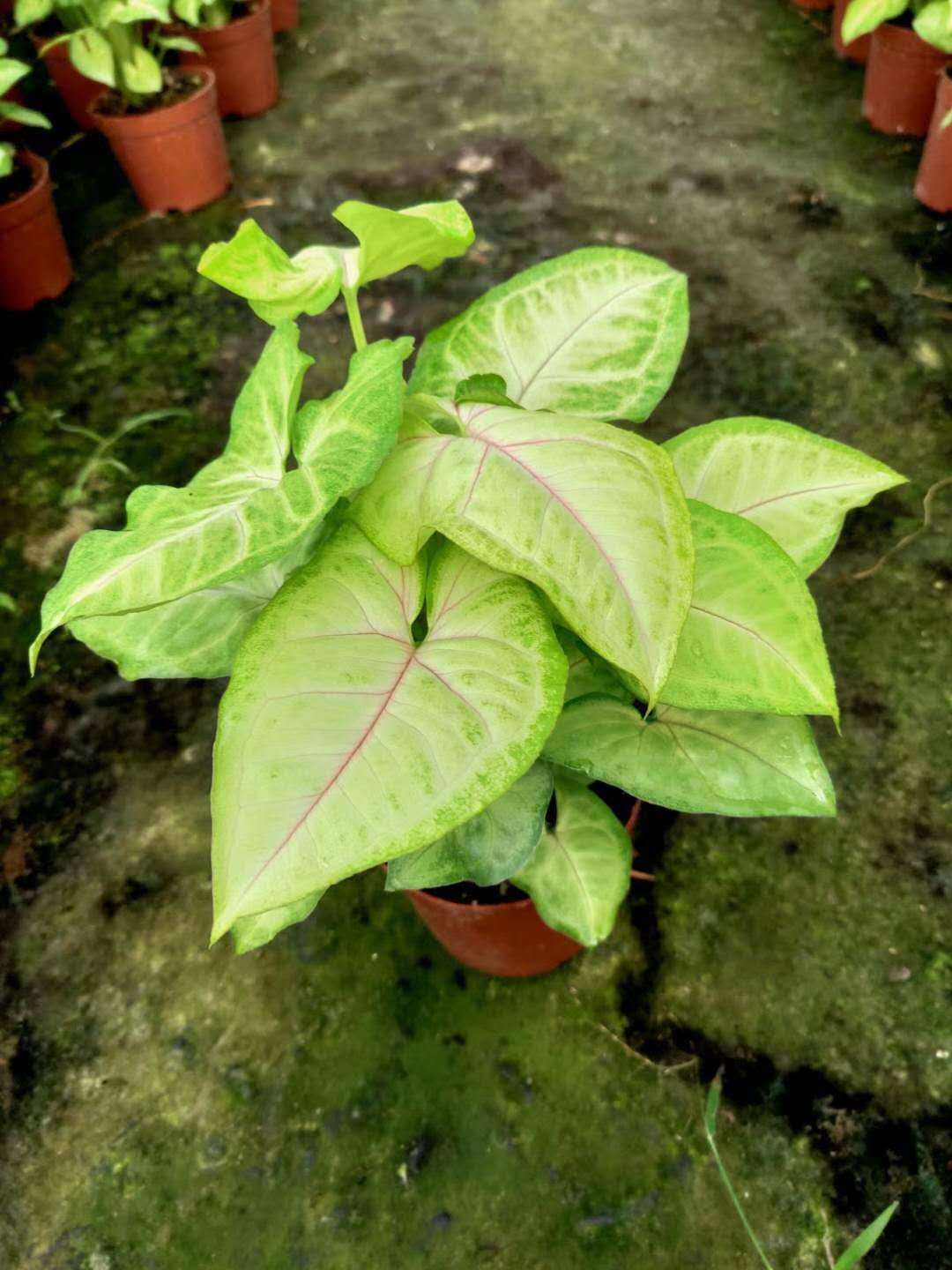 基地直供绿墙绿化专用小盆栽花卉室内植物110黄金童子合果芋