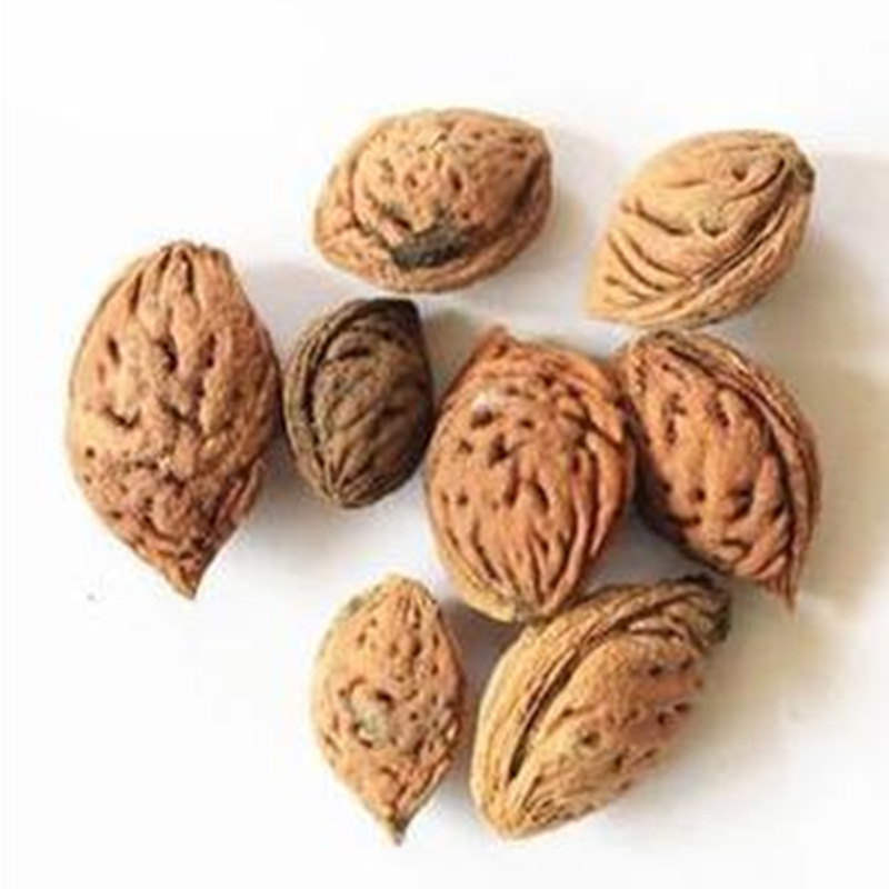 批发新采毛桃种子 毛桃核 大桃 桃子桃核 桃树核桃树种子量大优惠