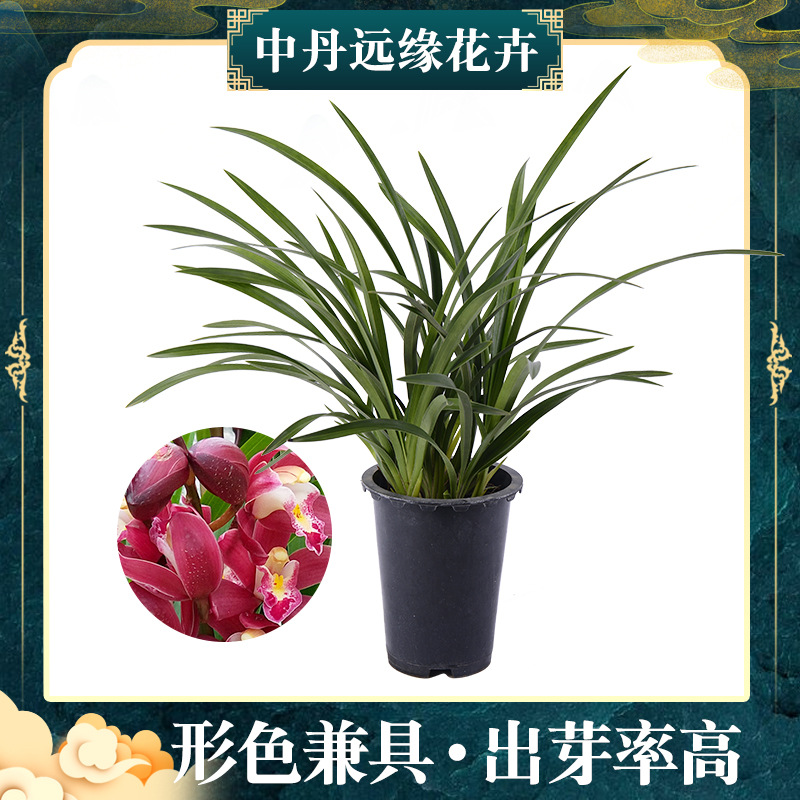 云南昆明直供四季兰浓香花卉室内阳台盆栽兰花绿植物含盆红宝石