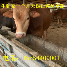 西门塔尔牛苗 改良黄牛犊养殖场 夏洛莱肉牛养殖场出售小牛犊