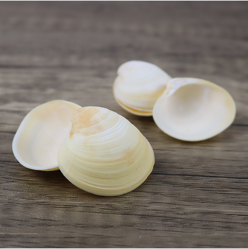 厂家供应天然黄色贝壳海螺工艺贝壳原料鱼缸鸡蛋贝diy漂流瓶一斤