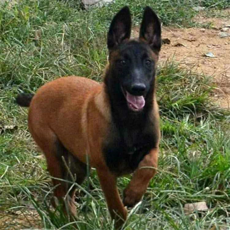 出售爆红马犬幼犬纯种活体马犬看家护院犬护卫狗场繁殖科目小马犬