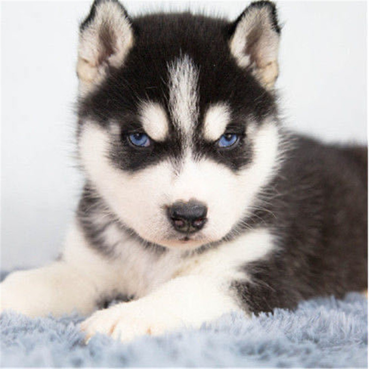 哈士奇幼犬纯种西伯利亚雪橇犬短毛中型家养宠物狗狗活体幼犬二哈