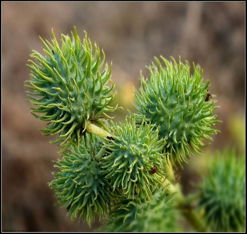 蓖麻籽大麻子老麻子草麻种批发药木才窄油当季新采园林苗圃优惠价