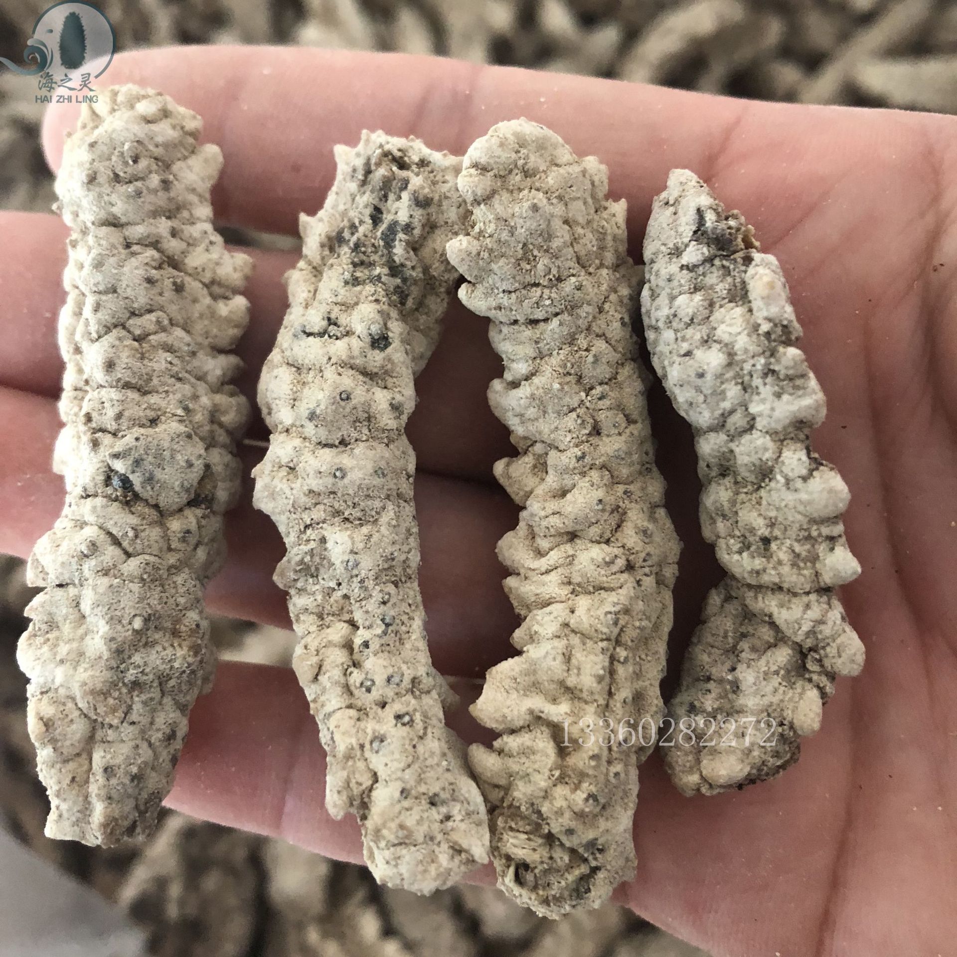 野生淡干小刺黄参兰卡刺黄刺王参110头足干 专供全国酒店海参批发