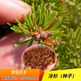 冷杉树种子喜与冷湿的云杉落叶松铁杉和某些松树组成针阔叶混交林